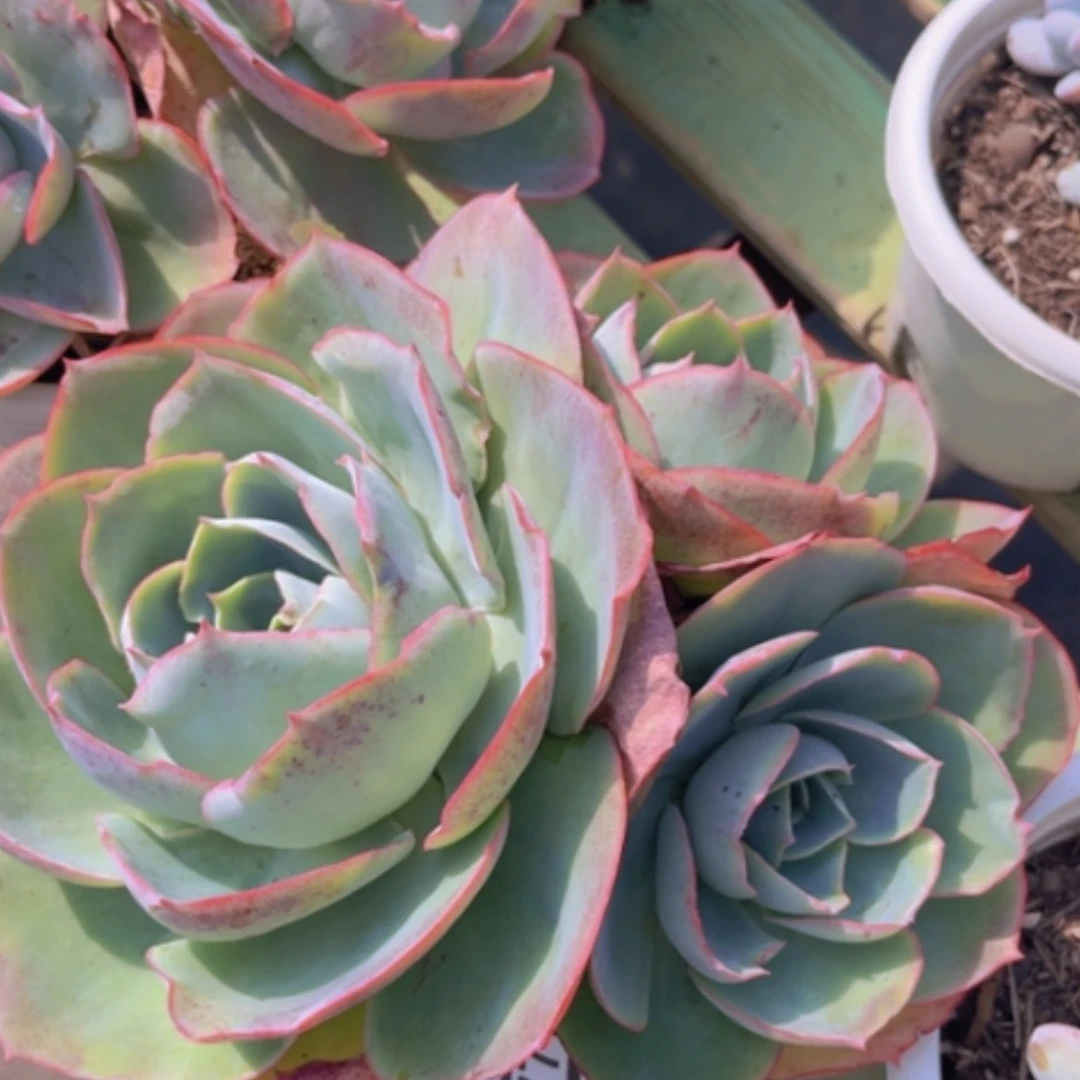 【闪购商品】达芬奇密码2777