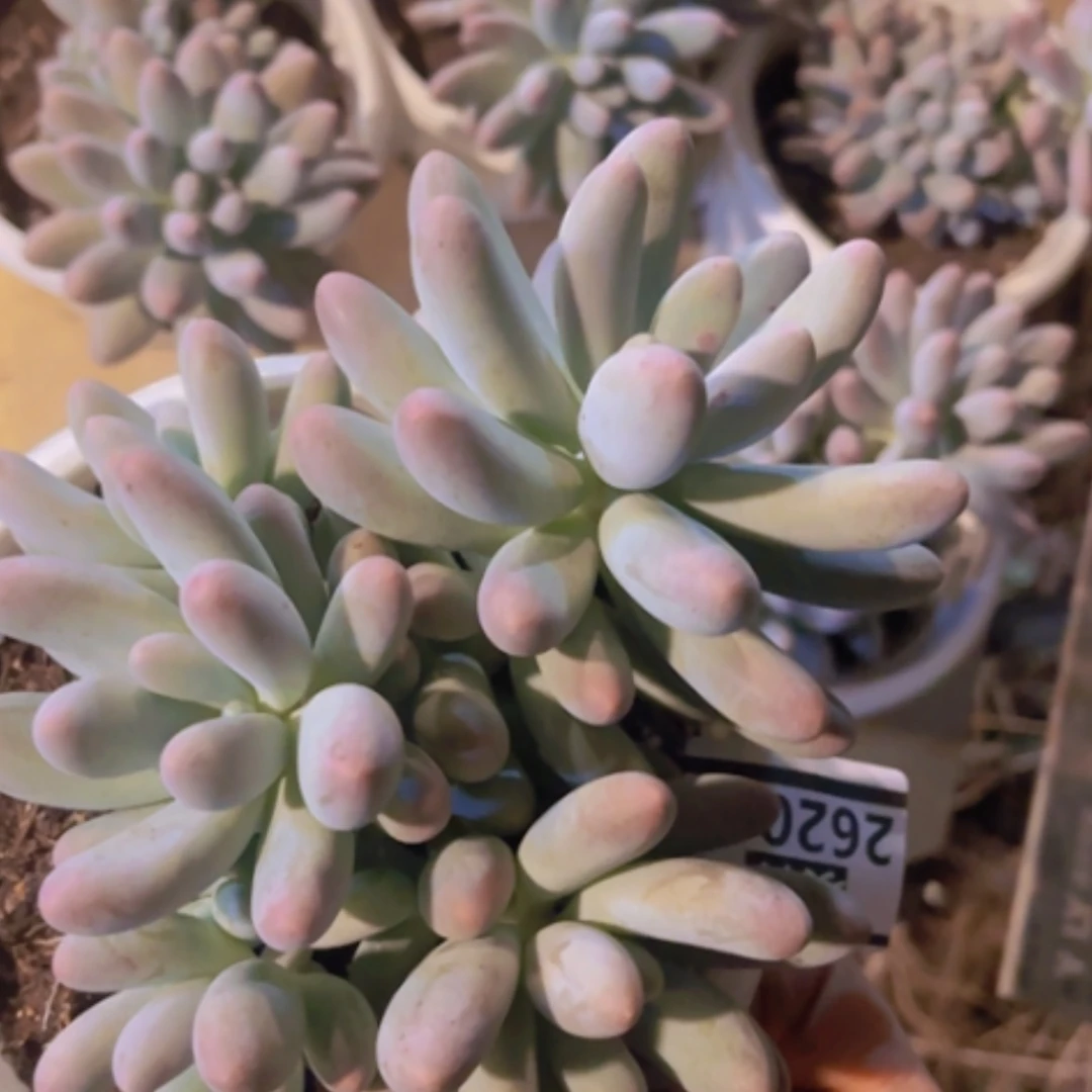 【闪购商品】汤圆26204