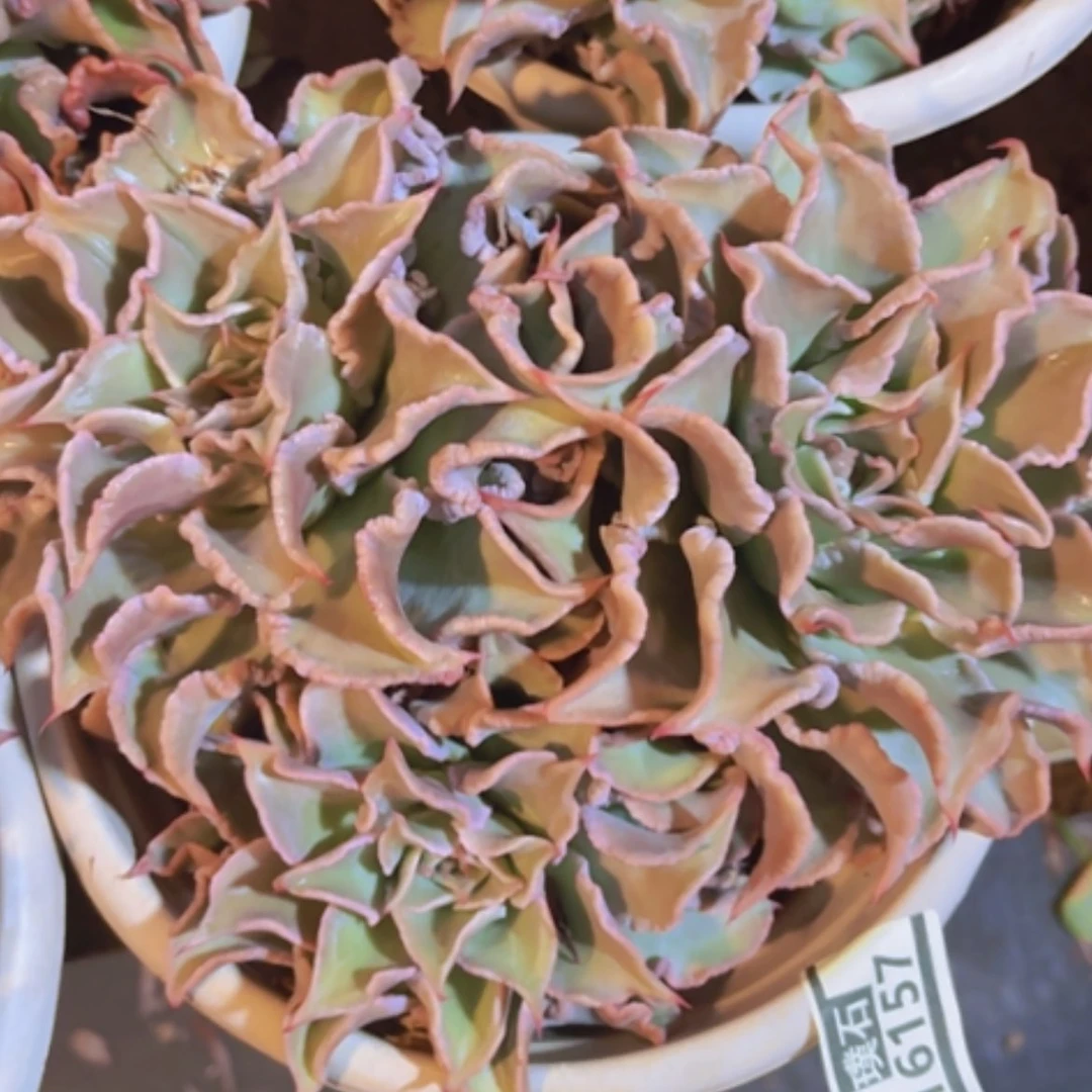 【闪购商品】饺子皮16157