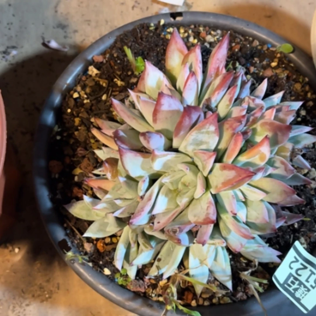 【闪购商品】。****。紫卡25122