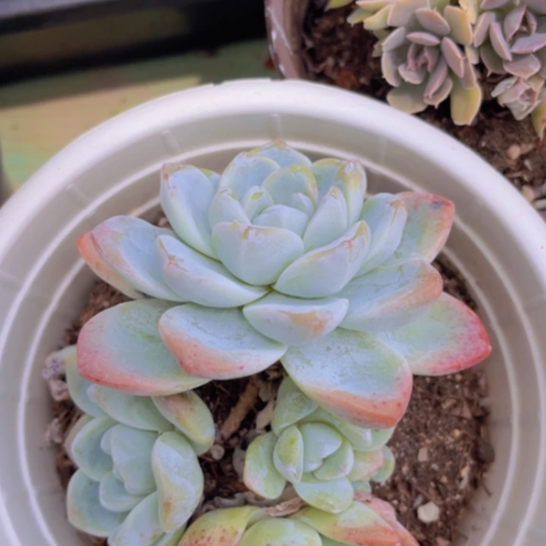 【闪购商品】冰玉2685