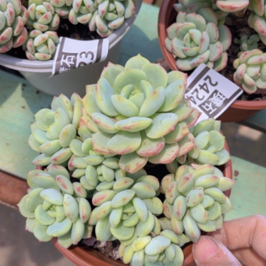 【闪购商品】香草2424