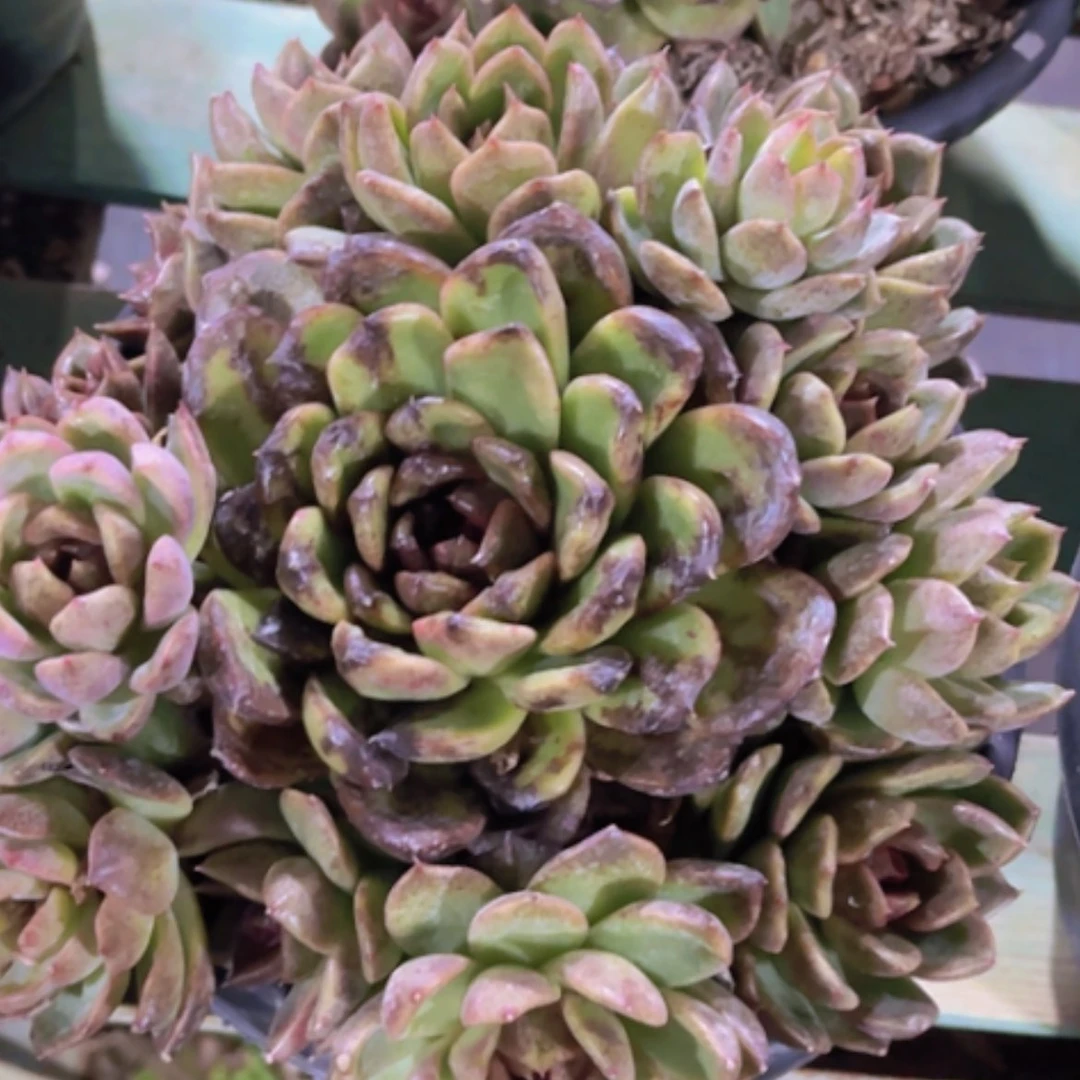 【闪购商品】溜溜球16208