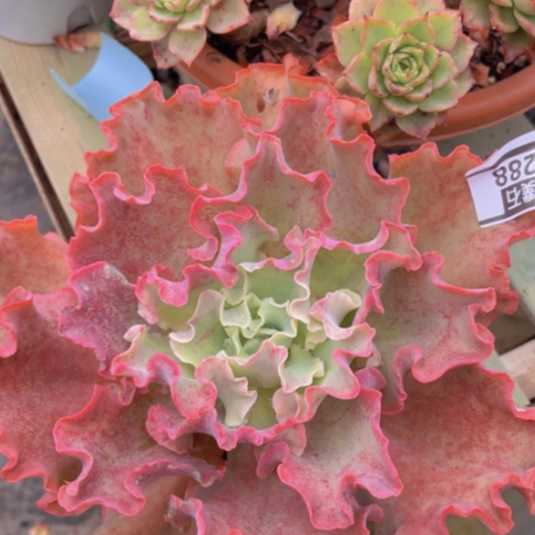 【闪购商品】高砂0288