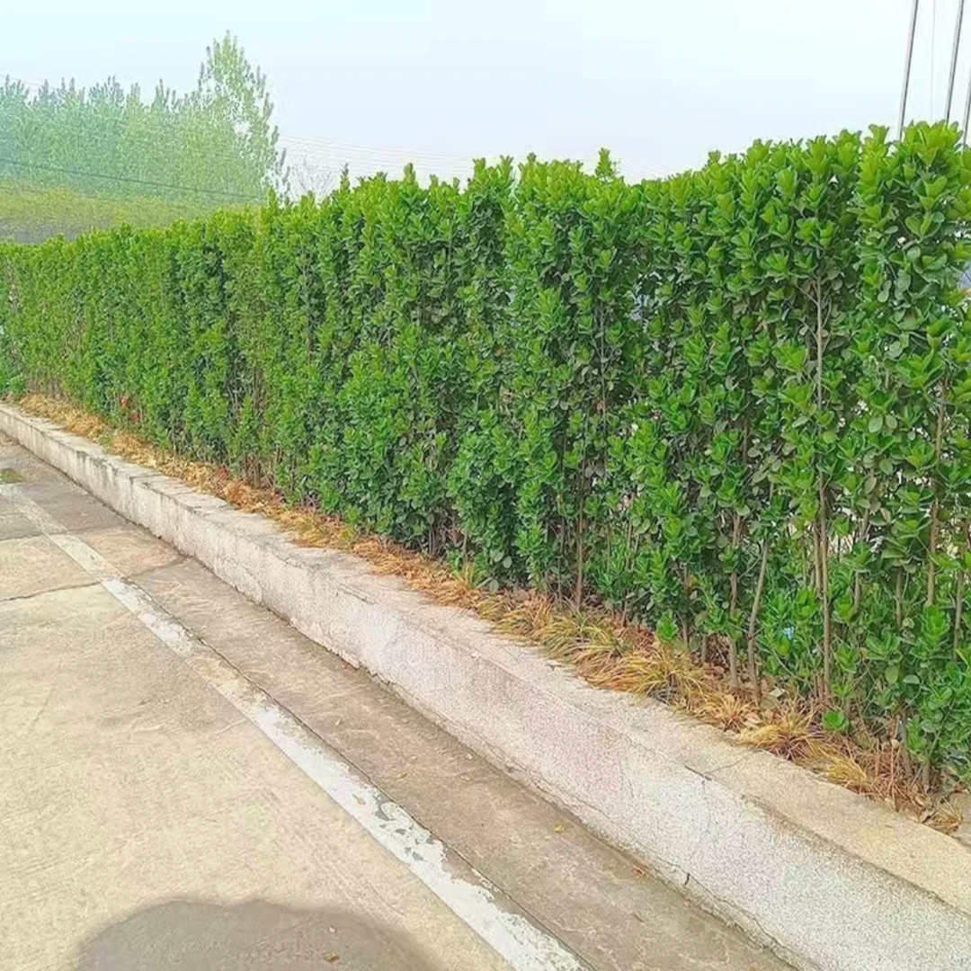 北海道黄杨绿植篱笆墙
