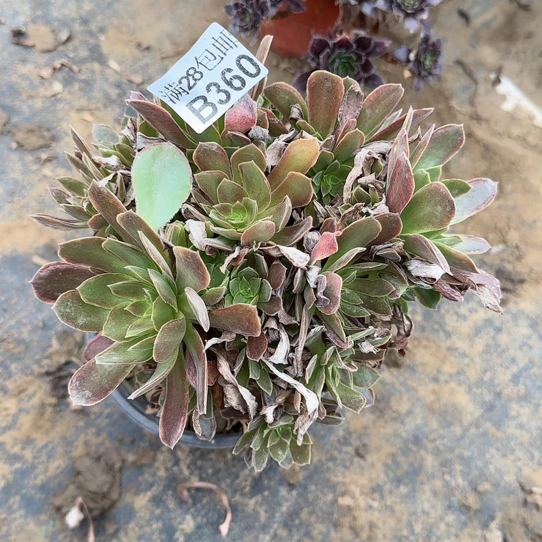 女王多肉360满28包邮断枝不包