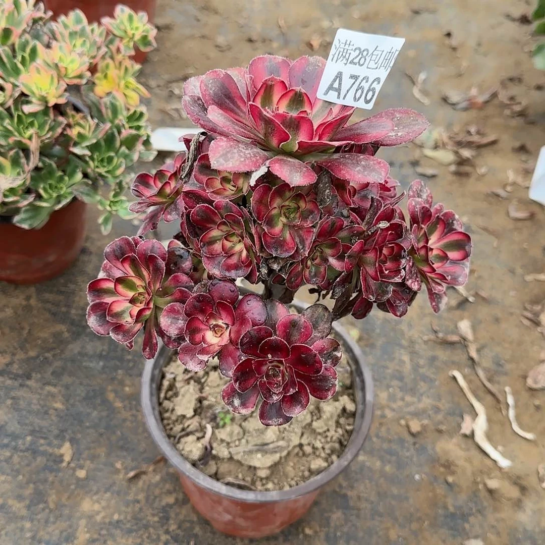 丽娜多肉766满28包邮断枝不包