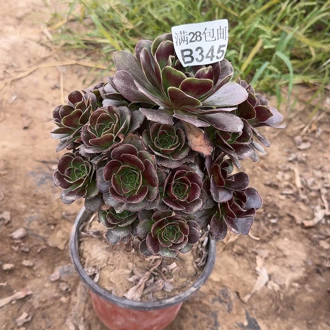 炫彩圆叶多肉345满28包邮断枝不包