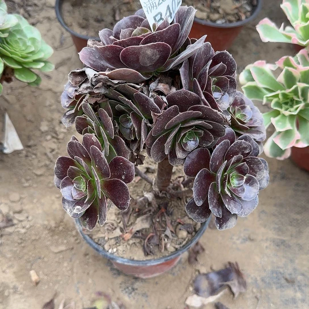 梅花博迪多肉402满28包邮断枝不包