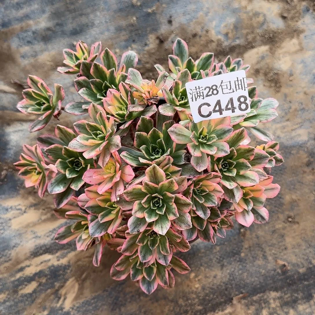 甜茶多肉448满28包邮断枝不包