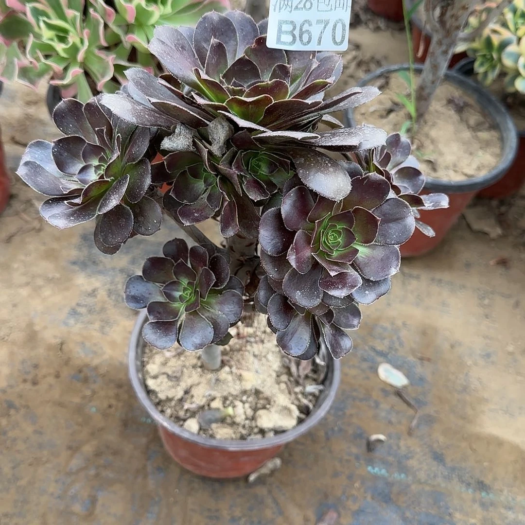 炫彩圆叶多肉670满28包邮断枝不包