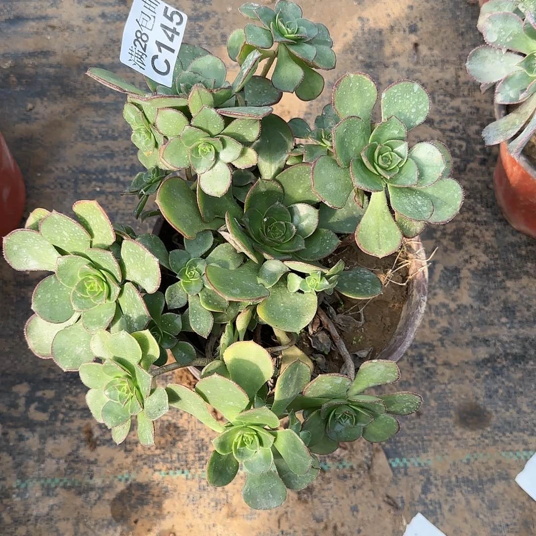 青衣多肉145满28包邮断枝不包