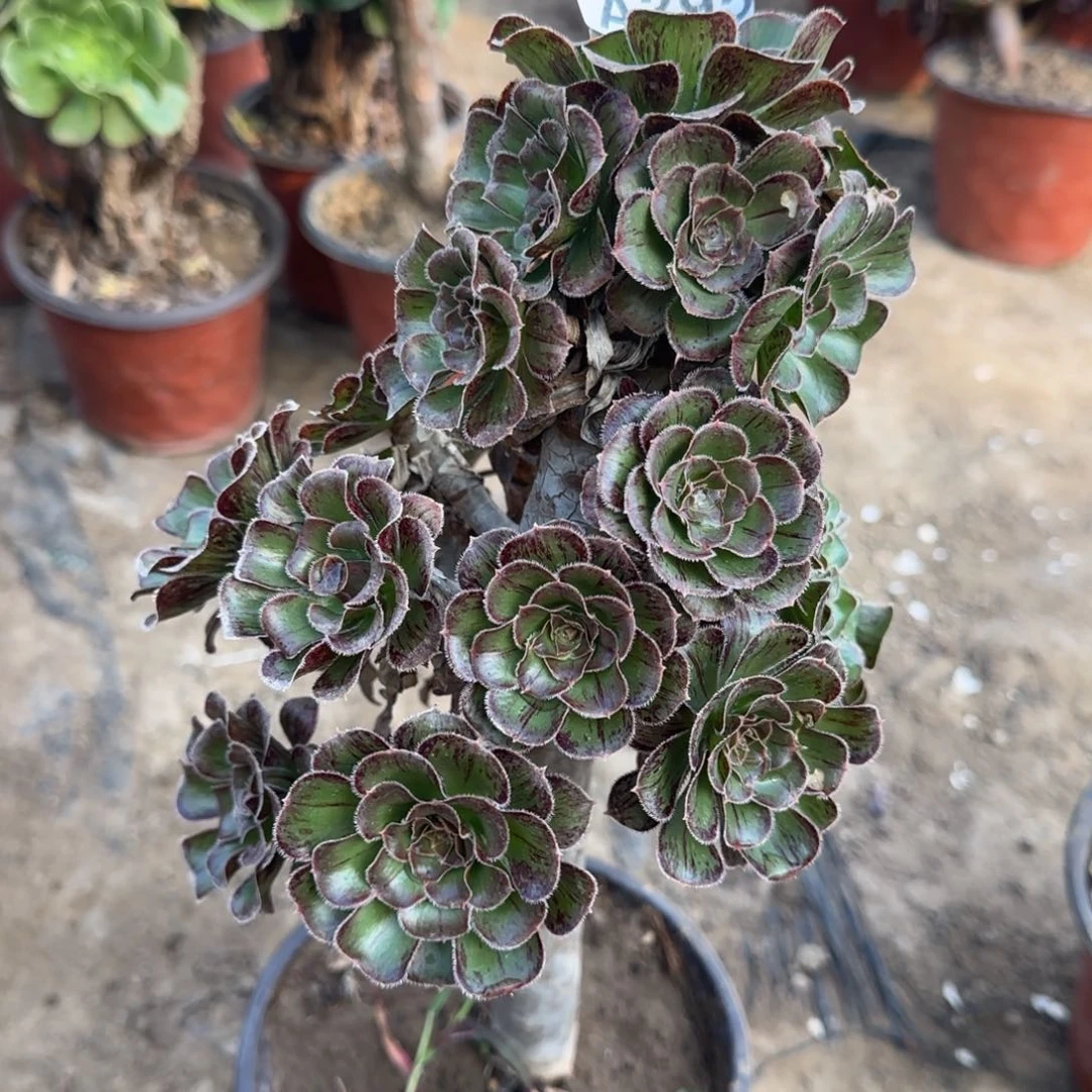 拉丝锦多肉395满28包邮断枝不包