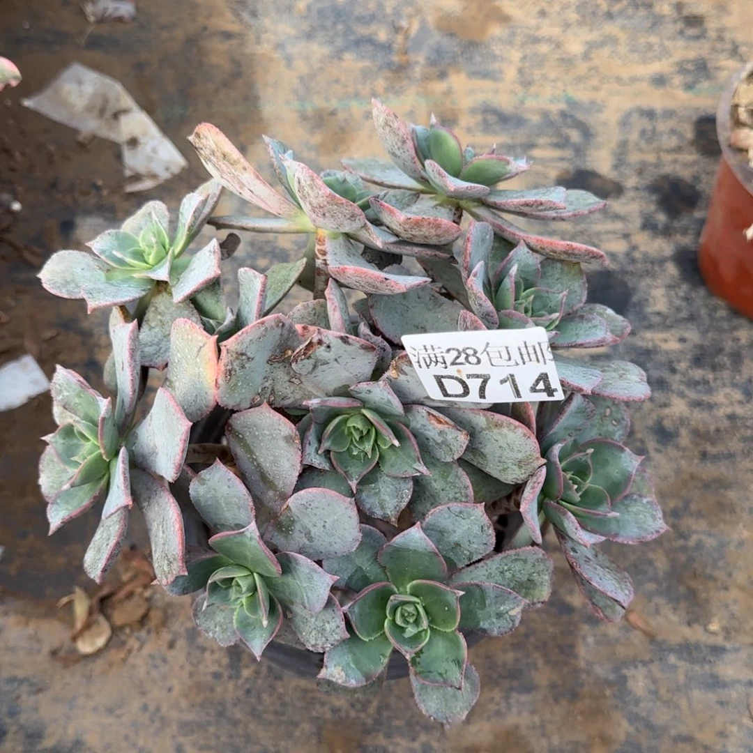 粉仙桃多肉714满28包邮断枝不包