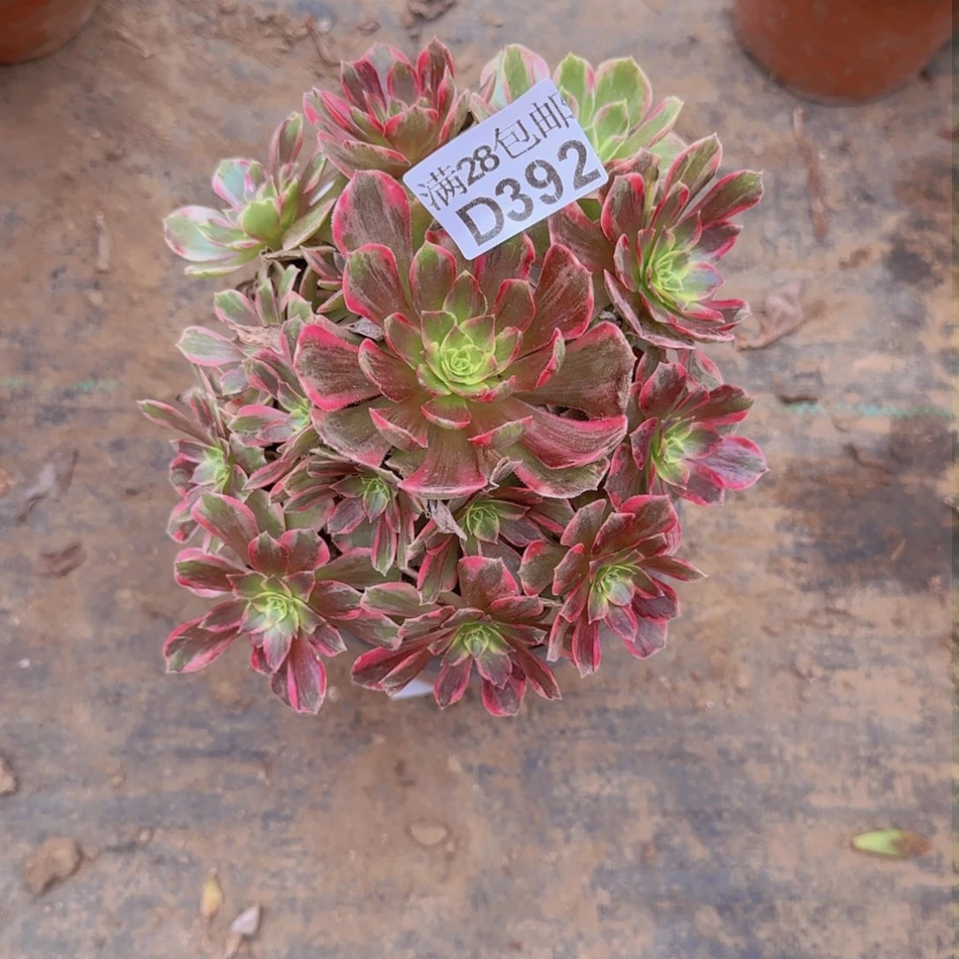 安娜多肉392满28包邮断枝不包