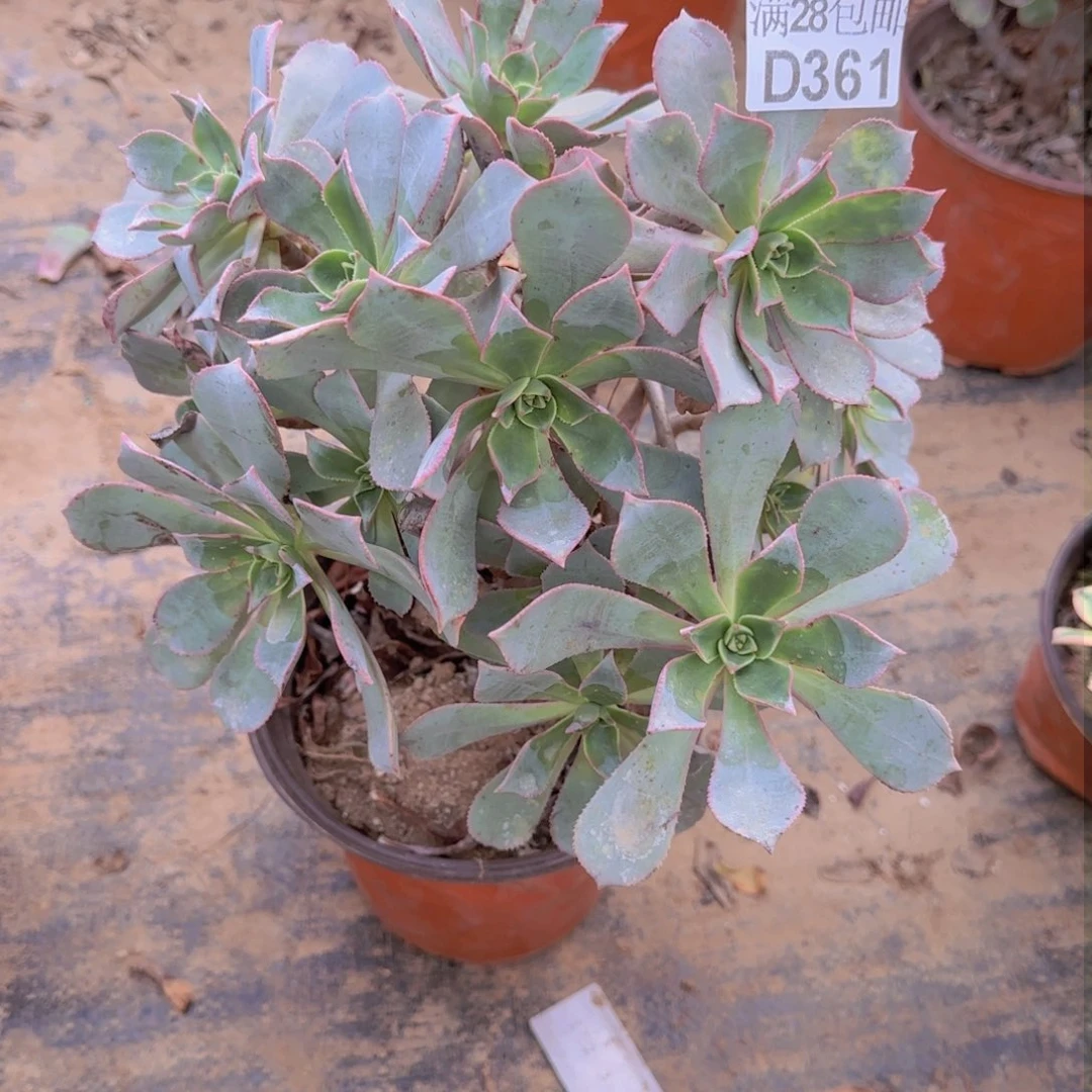 妖桩粉仙桃多肉361满28包邮断枝不包