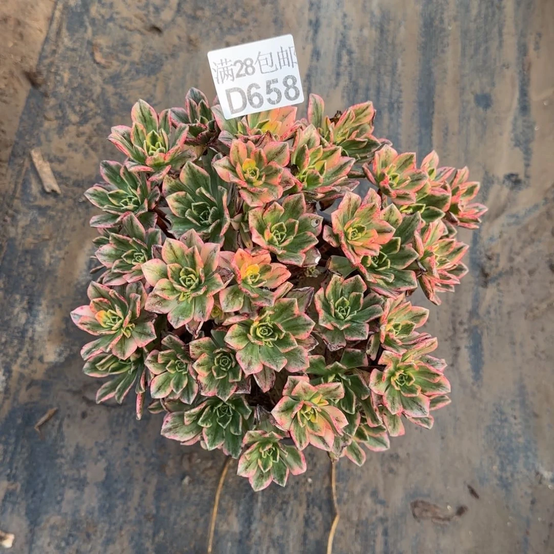 甜茶多肉658满28包邮断枝不包
