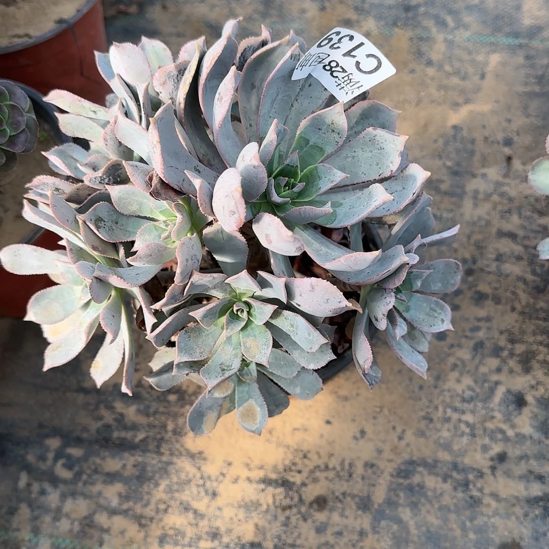 粉仙桃多肉139满28包邮断枝不包