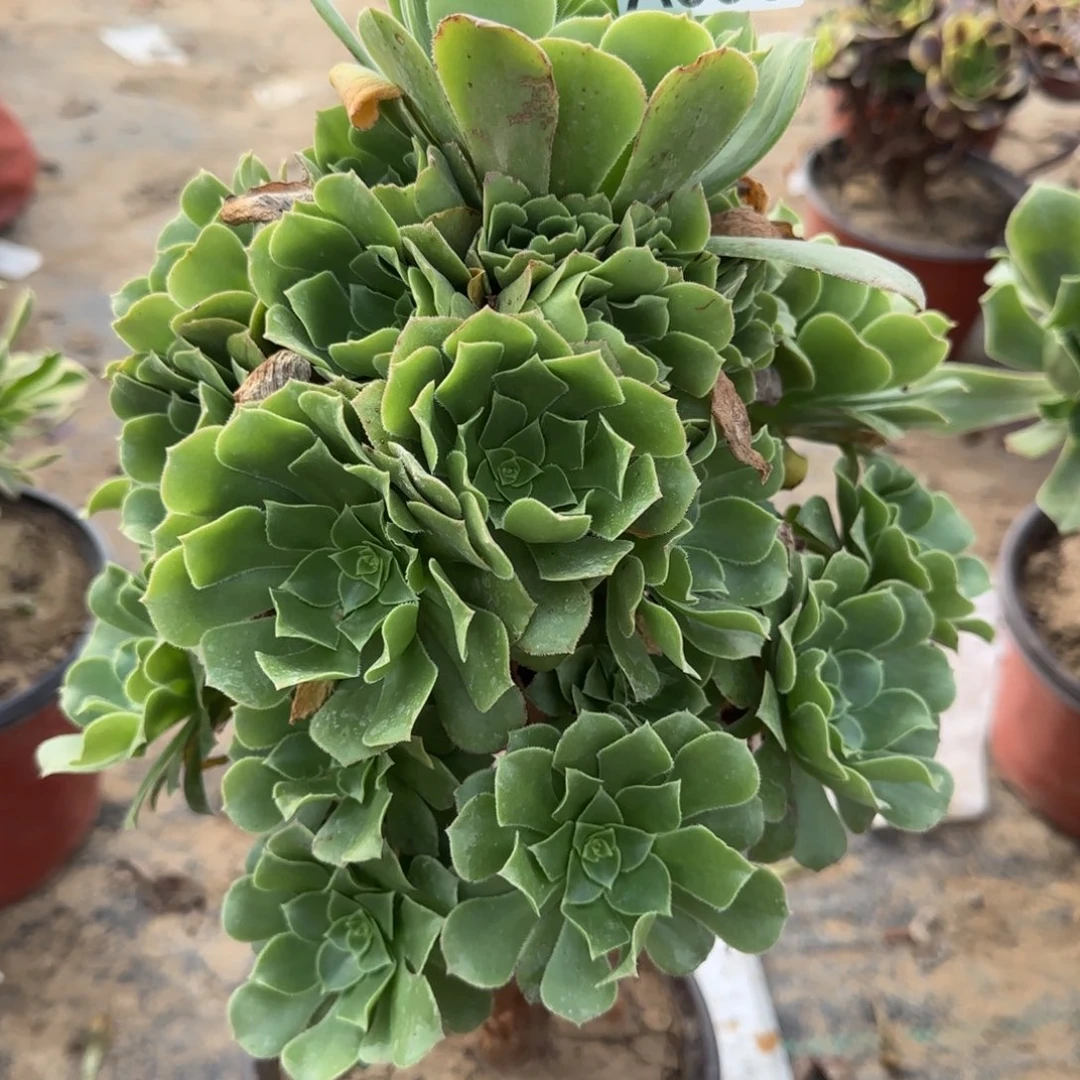 绿羊绒多肉396满28包邮断枝不包