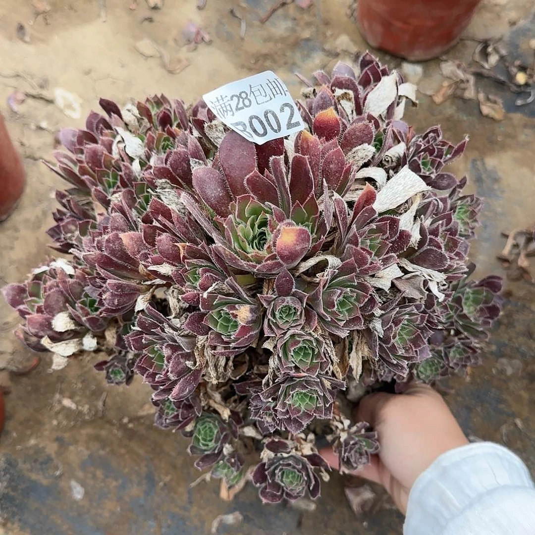 火凤凰多肉002满28包邮断枝不包