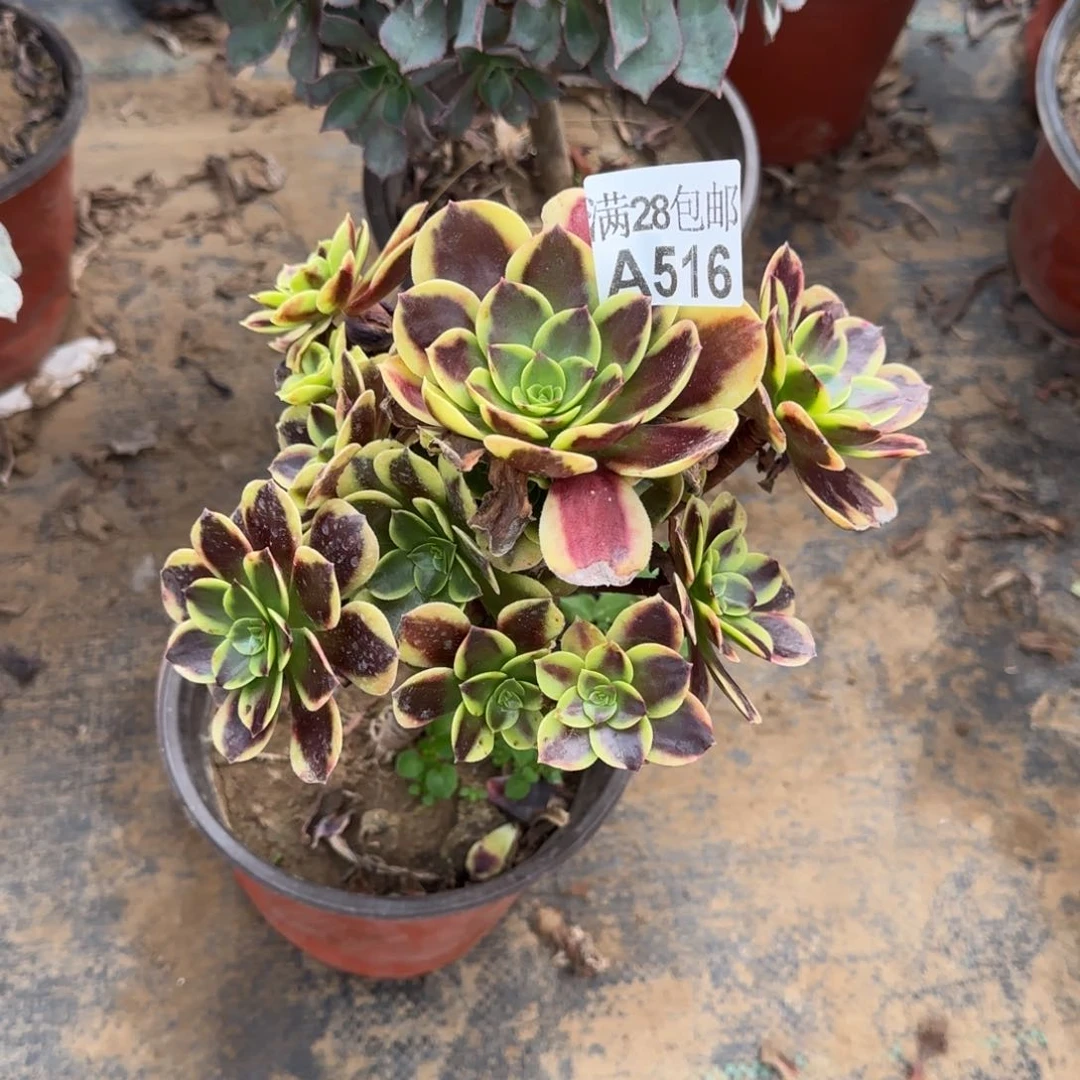 欧佳丽多肉516满28包邮断枝不包