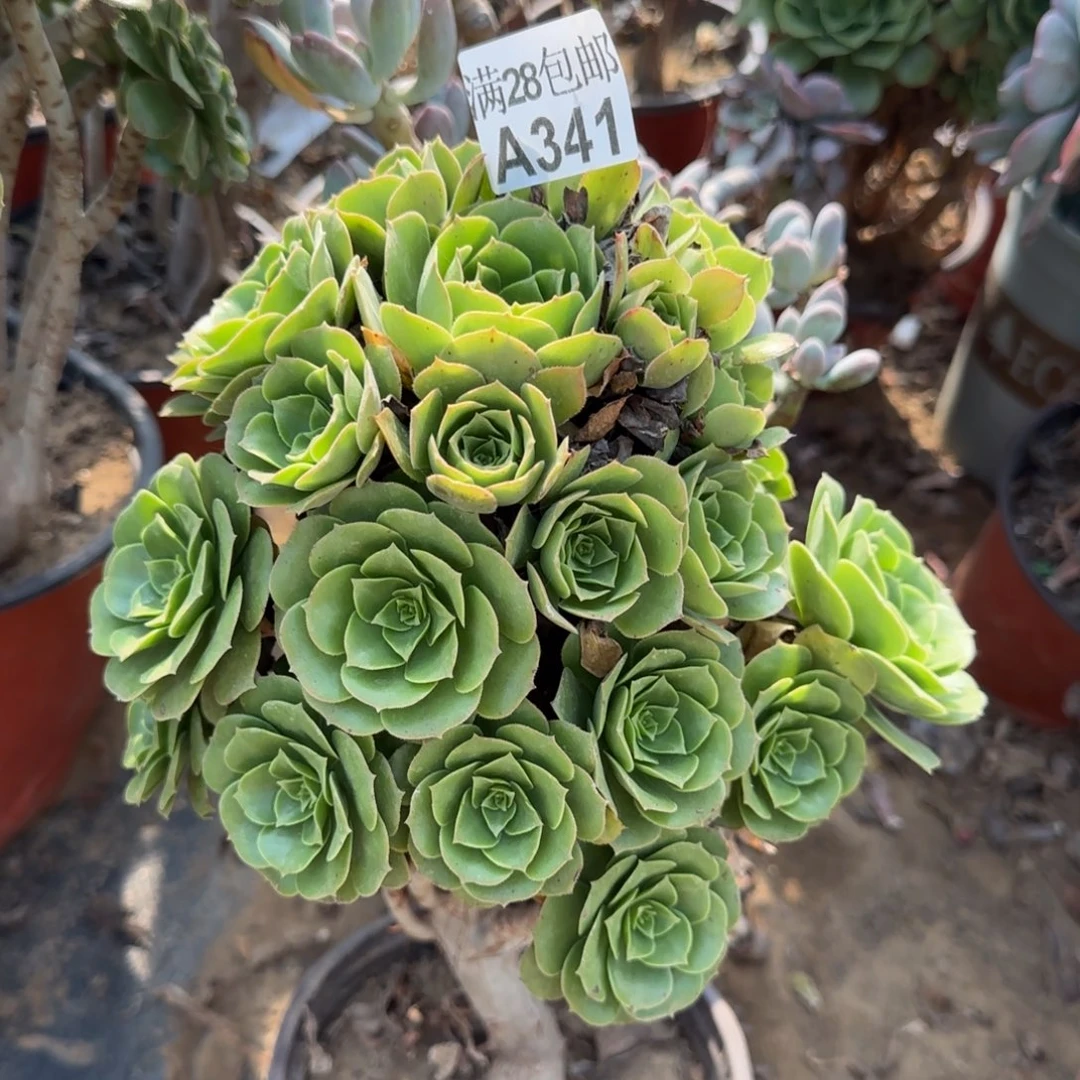 绿羊绒多肉341满28包邮断枝不包