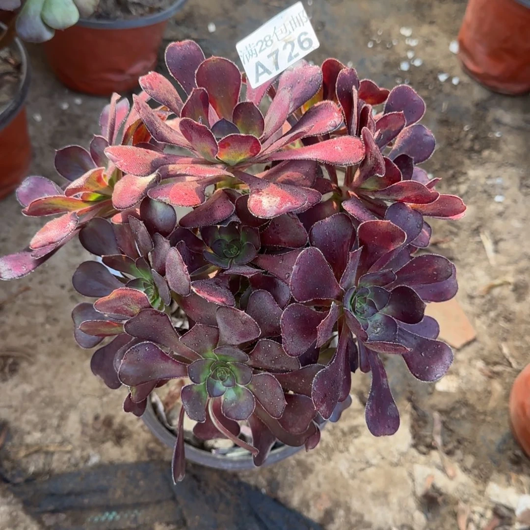 黑圆叶多肉726满28包邮断枝不包