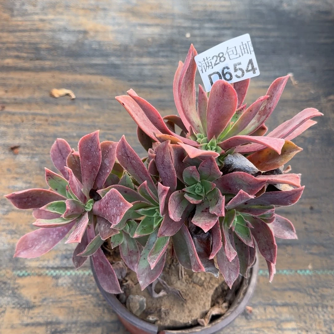 红叶多肉654满28包邮断枝不包