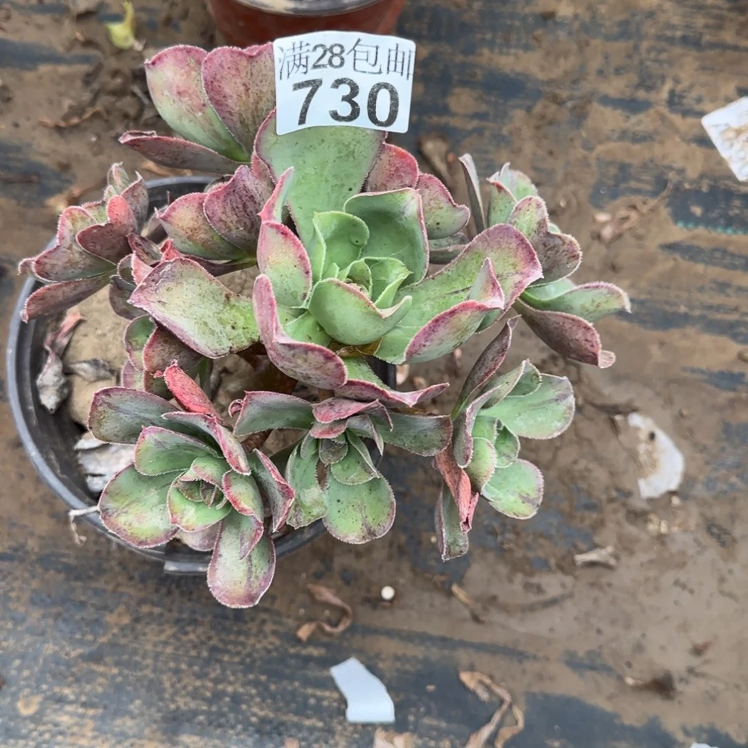 红富士多肉730满28包邮断枝不包