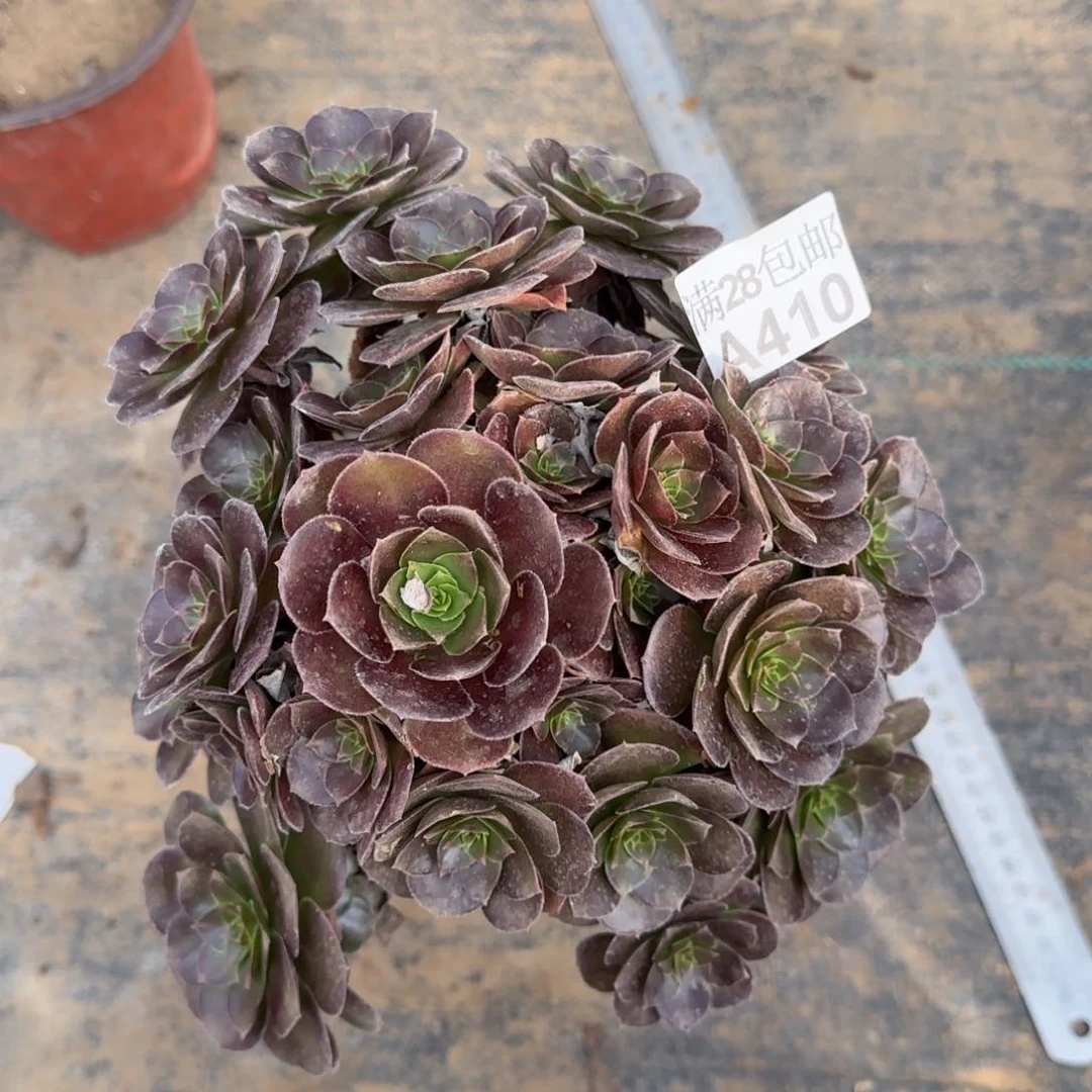 荷兰圆叶多肉410满28包邮断枝不包瑕疵