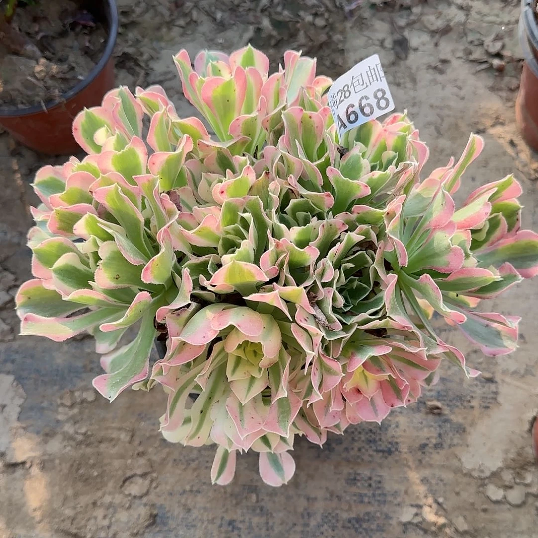 白凤多肉668满28包邮断枝不包