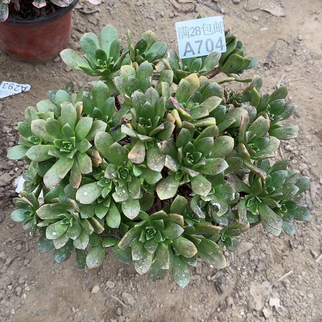 绿茶多肉704满28包邮断枝不包