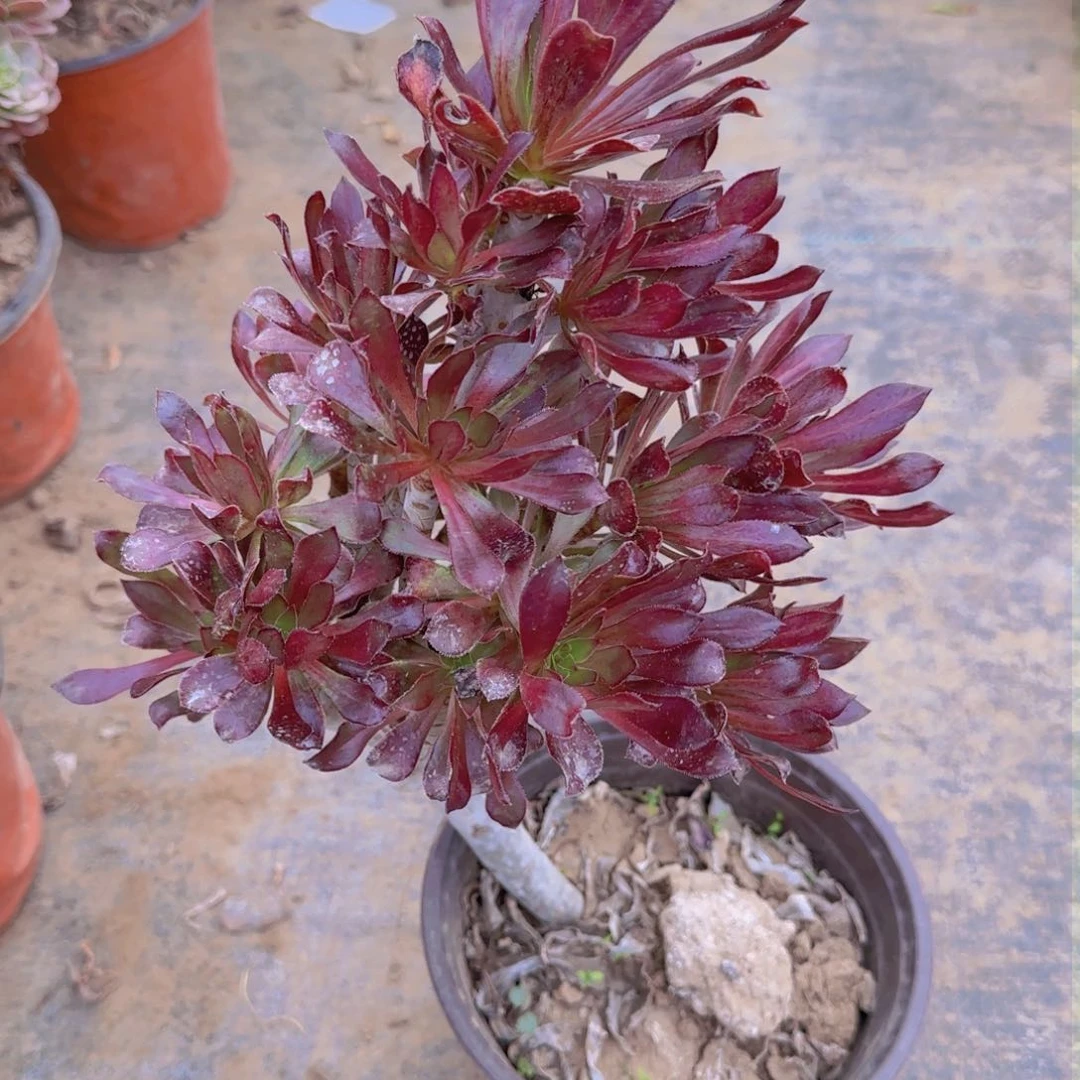 灰法师多肉387满28包邮断枝不包