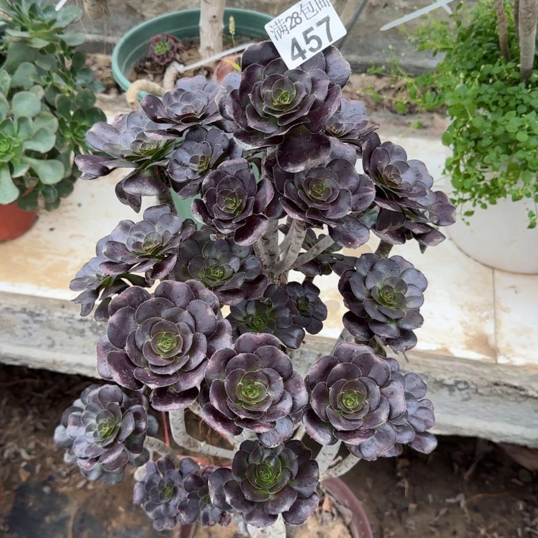 厚叶黑圆叶多肉高度60厘米左右四年桩457断枝不包