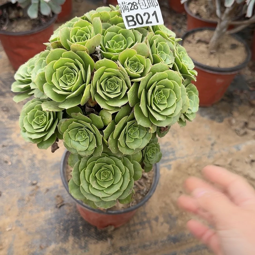 绿羊绒多肉021满28包邮断枝不包