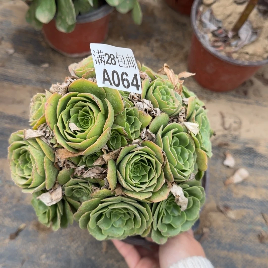 绿羊绒多肉064满28包邮断枝不包