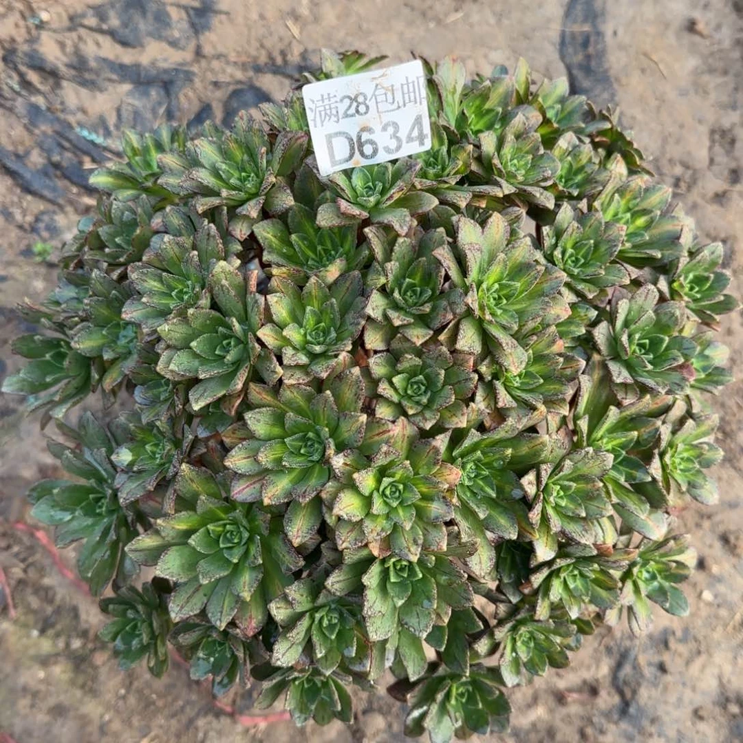 花茶多肉634满28包邮断枝不包