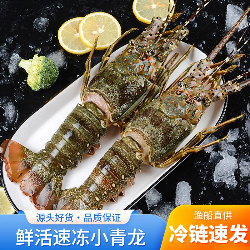 澳龙海鲜青龙仔野生小青龙捕捞鲜活澳洲青龙虾鲜嫩水产速冻发货