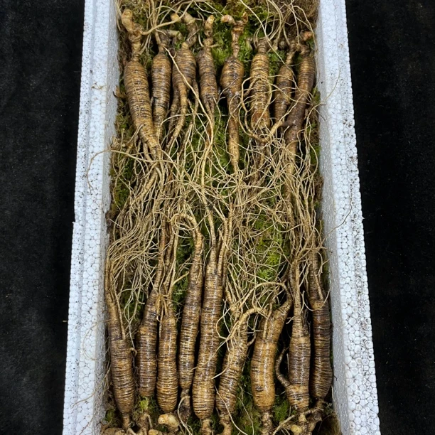 主播推荐长白山鲜棒槌5克