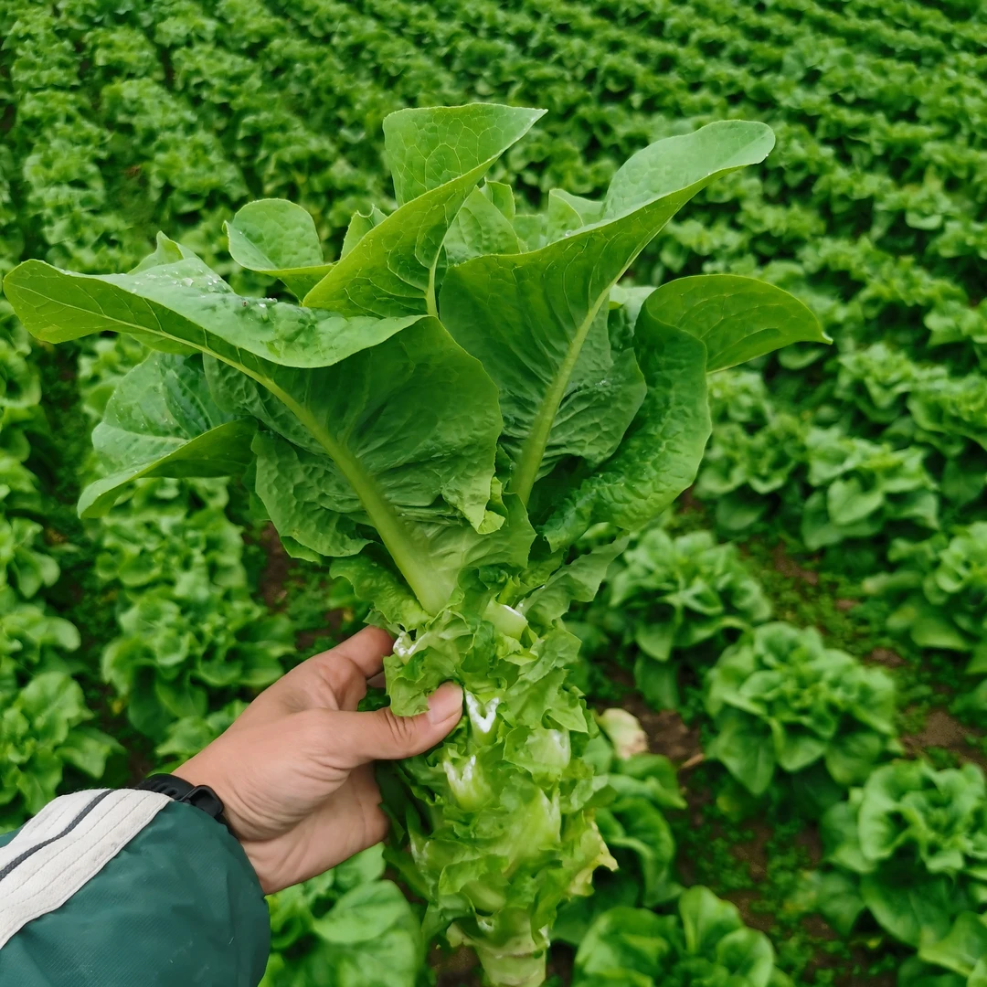 3斤贵州遵义农家莴笋奶油生菜炒菜火锅都可以