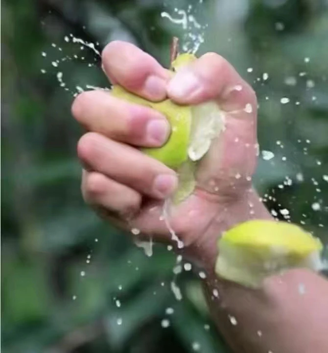 玉露香梨爆汁欢迎大家下单助农