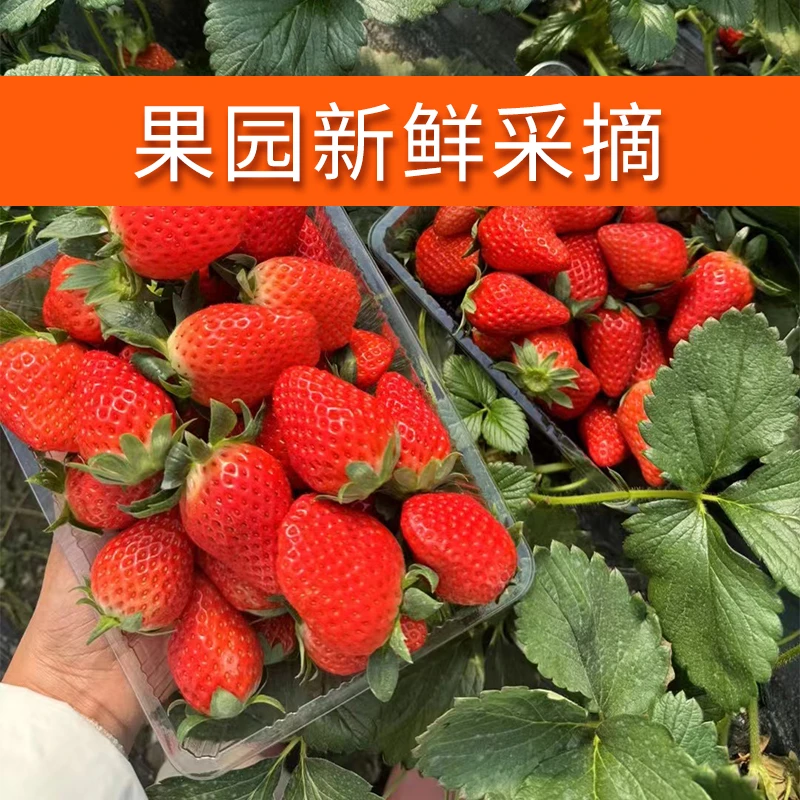 【大果25g-30g/个】正宗上海青浦牛奶草莓现摘现发新鲜浓郁饱满严选