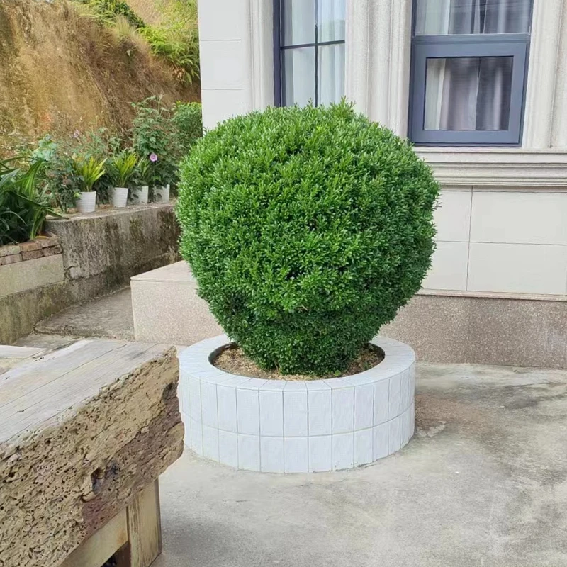 黄杨老桩盆景树苗雀舌皱皮造型小叶盆栽绿植室内客厅好养树桩植物