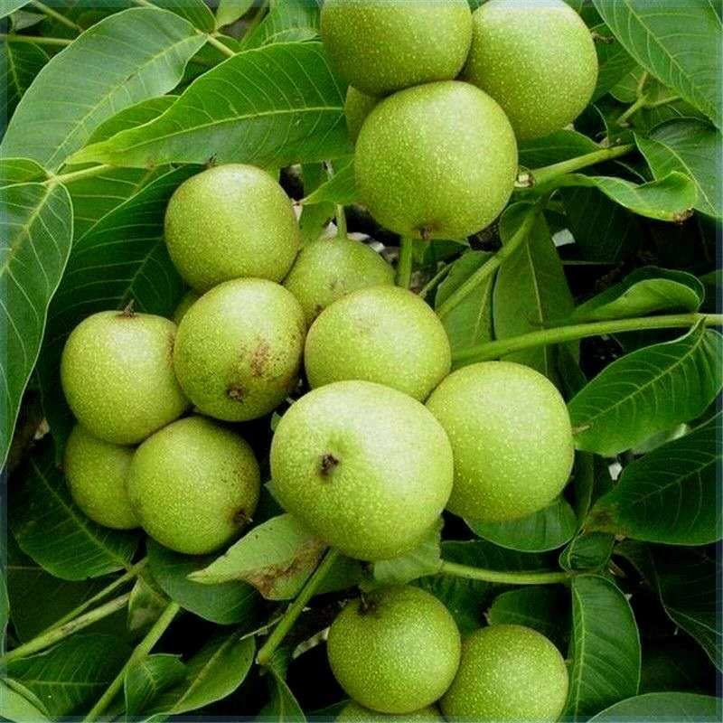 嫁接核桃树薄皮9818核桃苗特大当年结果盆栽地栽南北方种植果树苗