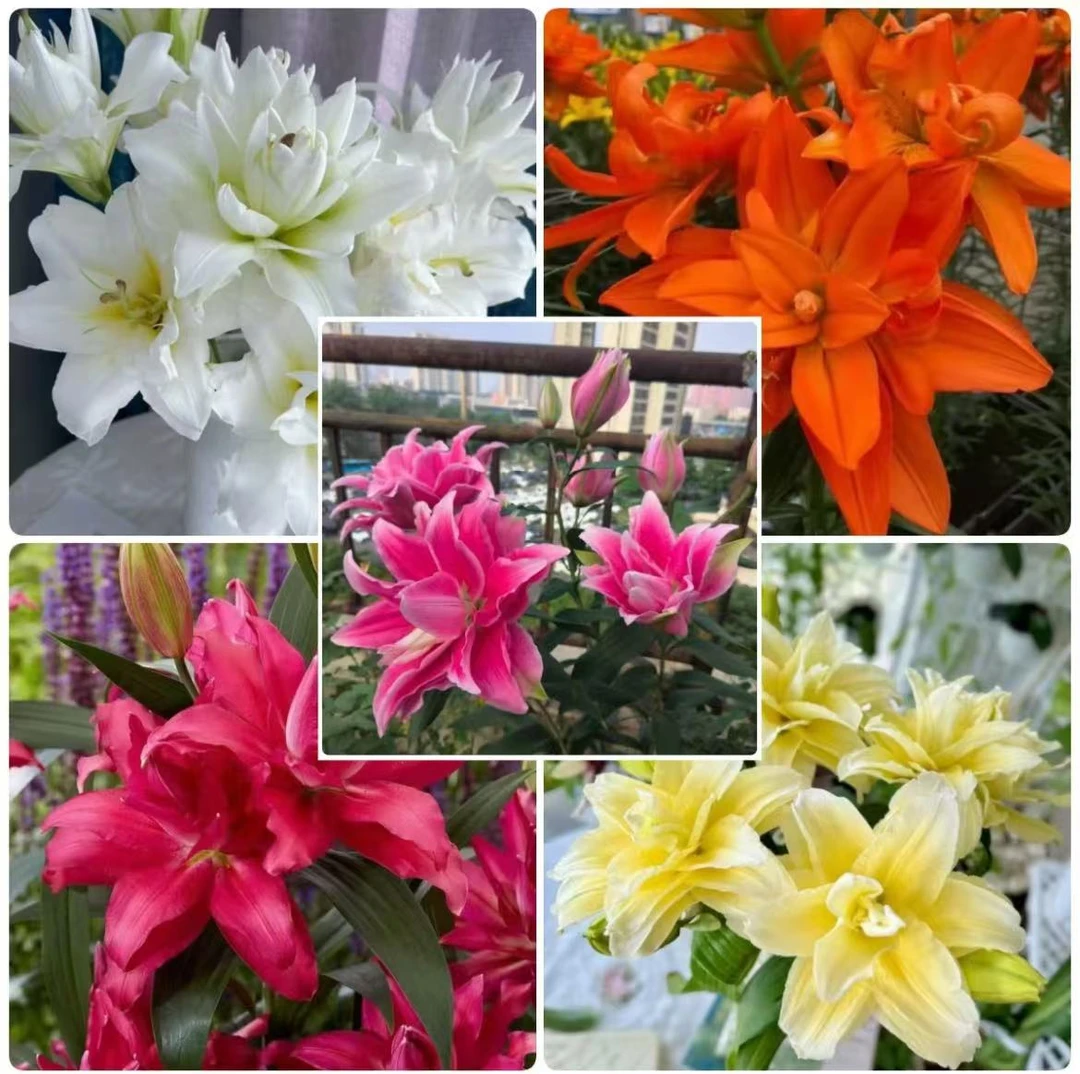 (带盆带土发货)混搭色 进口香水百合花球 南北方盆栽地栽阳台庭院