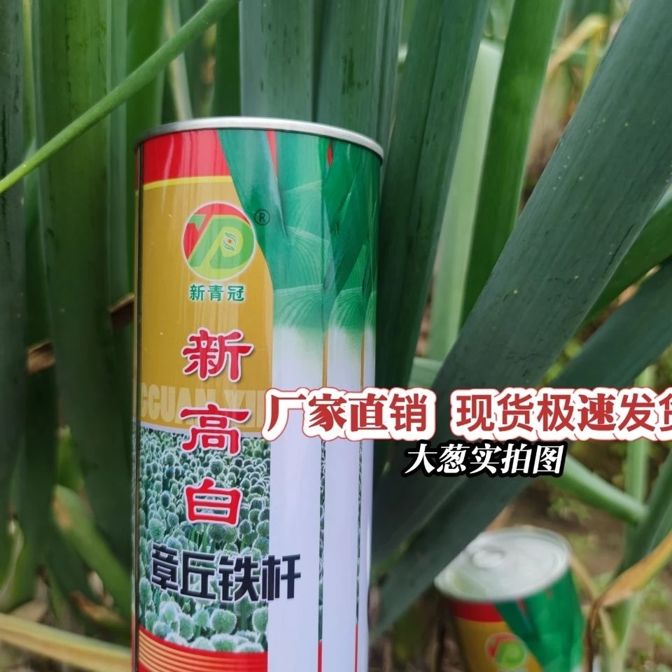 山东章丘绣惠原产地发货 优质大葱种子高白甜脆抗病送栽培技术书