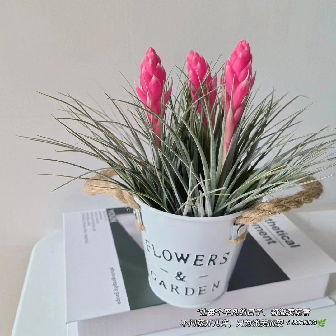 【空气凤梨】春日浪漫铁桶 净化空气 家具装饰 休斯顿 3个