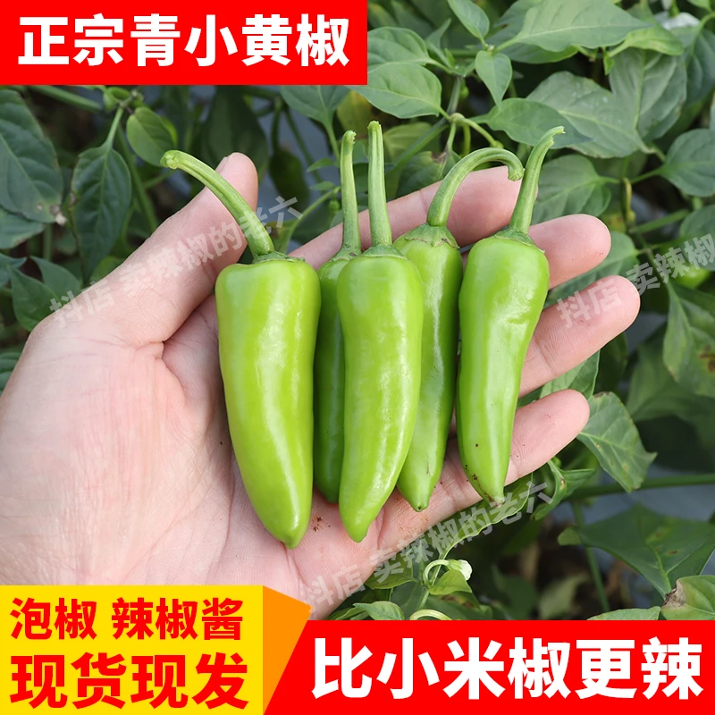 【可腌制泡椒】超辣新鲜辣椒青色小黄椒子弹小米椒腌酱肉片魔鬼特产