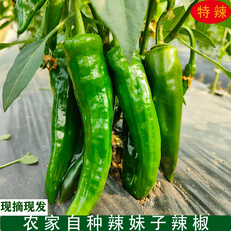 农家土辣椒新鲜辣妹子薄皮特辣辣椒现摘辣椒青椒腌辣椒蔬菜