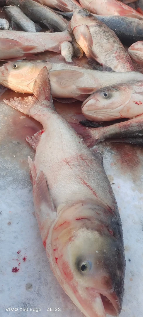 东北冷水胖头鱼改价链接